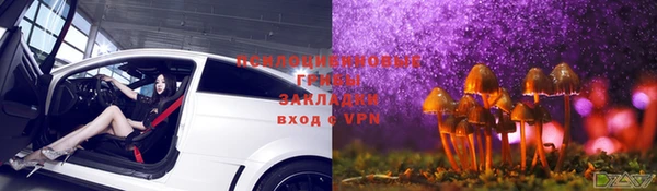 прущие грибы Новозыбков